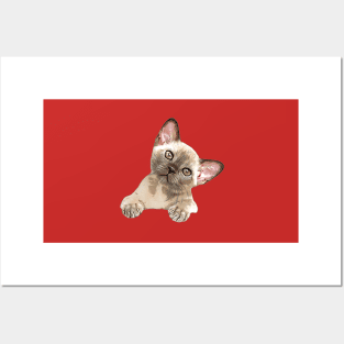 Burmese Kitten Cute Cat Posters and Art